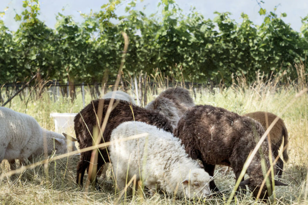 Biodynamic viticulture (Photo: Austrian Wine/Blickwerk Fotografie)