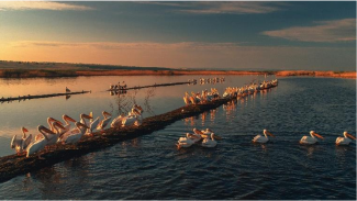 Moldova: should it use birds like these to build a national image?
