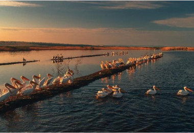 Moldova: should it use birds like these to build a national image?