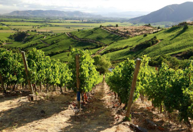 Die steilen Weinberge von Montes im Colchagua Valley / Credits: Montes