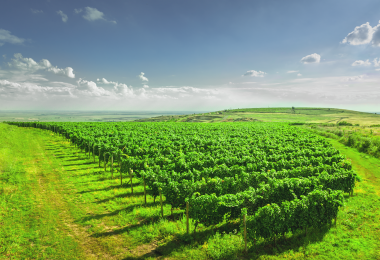 Wines of Romania, Viile Metamorfosis