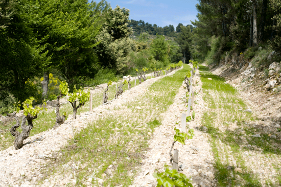 The soils of the appellation are interspersed with limestone marl. (Photo: Ilka Kramer)