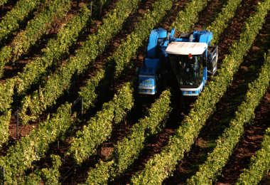 Mechanical harvesting was challenging in many EU regions due to high fungal pressure (Photo: German Wine Institute/DWI)